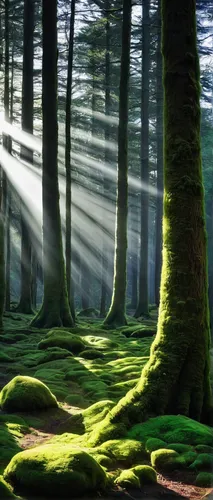 Picture Rays of light Germany Sun Nature forest Morning Moss Trees Forests,green forest,fir forest,coniferous forest,germany forest,beech forest,spruce forest,elven forest,sunbeams,sunrays,light rays,