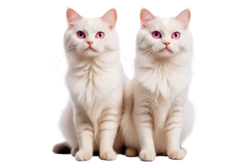 sphinxes,two cats,white cat,georgatos,catterns,cat vector,pink cat,copycatting,vintage cats,felids,cat image,catsoulis,gatos,cuecat,breed cat,whiskas,copycat,snowcats,cartoon cat,supersymmetric,Photography,Fashion Photography,Fashion Photography 19