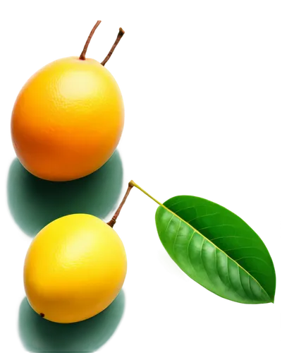 valencia orange,kumquat,kumquats,calamondin,accessory fruit,mango,green oranges,lemon background,asian green oranges,carambola,loquat,tangerine fruits,gap fruits,wild yellow plum,jojoba oil,limonana,indian jujube,yellow fruit,defense,fruits,Conceptual Art,Sci-Fi,Sci-Fi 15