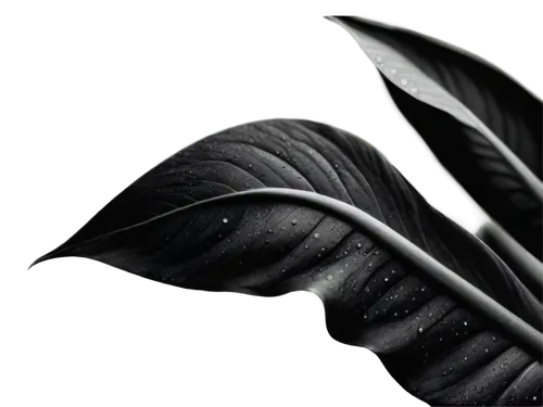 black feather,tropical leaf,leaf background,black bamboo,rainy leaf,magnolia leaf,jungle leaf,tree leaf,leaf macro,black hellebore,leaf branch,leaf,calathea,arisaema,fern leaf,black paper,palm leaf,beech leaf,dry leaf,chestnut leaf,Illustration,Abstract Fantasy,Abstract Fantasy 08