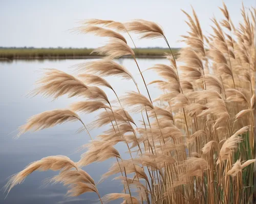 Compose a heartwarming poem about the beauty of phragmites blowing in the wind.,phragmites,reed grass,phragmites australis,reeds,grasses in the wind,wheat ears,sweetgrass,rushes,sweet grass,einkorn wh