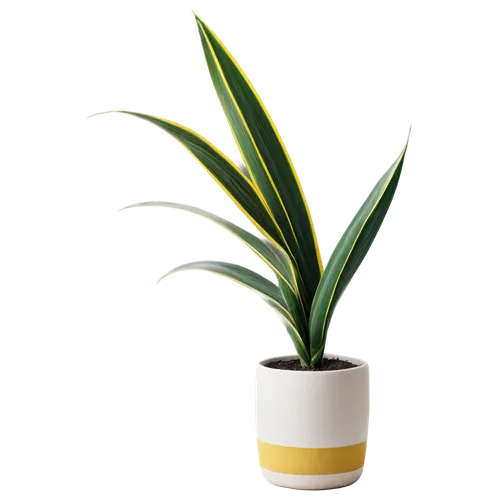 Snake plant, potted, indoor, green leaves, upright, sword-shaped, yellow edges, white stripes, soil, ceramic pot, rounded shape, subtle texture, soft focus, natural light, 3/4 composition, warm color 