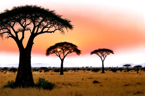 adansonia,tsavo,serengeti,africa,baobab oil,east africa,arid landscape,etosha,argan trees,arid land,isolated tree,arid,namib rand,savanna,lone tree,namib,samburu,namibia,argan tree,desertification,Illustration,Black and White,Black and White 14