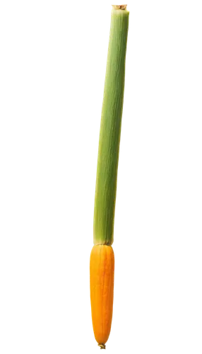 calçot,citronella,maize,leek,a vegetable,cattail,vegetable,corn,corn straw,chinese celery,celery tuber,cone,celery stalk,oleaceae,celery,sweet corn,real celery,scallion,sweetcorn,corn dog,Illustration,Realistic Fantasy,Realistic Fantasy 09