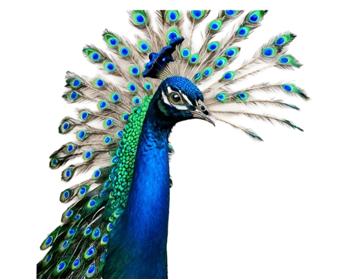 Peacock, majestic bird, vibrant plumage, iridescent blues and greens, elaborate eye-like patterns, long slender neck, regal posture, spread colorful tail feathers, soft focus, warm lighting, shallow d