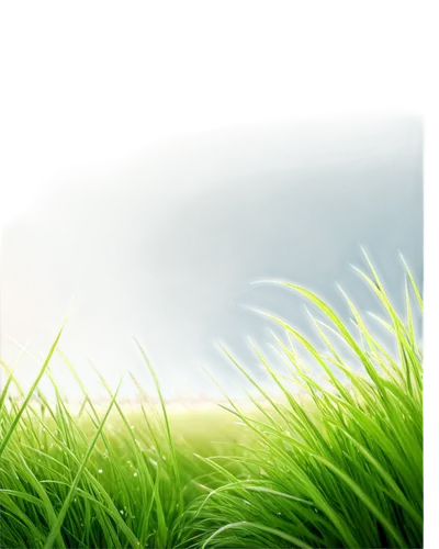 wheat germ grass,grass grasses,artificial grass,long grass,meadow fescue,quail grass,trembling grass,grass,background vector,grass fronds,green grass,grassland,wheatgrass,halm of grass,block of grass,spring background,landscape background,golf course background,green background,green wallpaper,Illustration,Black and White,Black and White 16