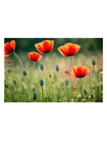 poppy flowers,mohn,klatschmohn,poppies,poppy flower,red poppies,poppy plant,flower background,poppy field,a couple of poppy flowers,poppy fields,red poppy,orange poppy,corn poppies,poppy anemone,iceland poppy,floral poppy,flower wallpaper,floral digital background,field of poppies,Conceptual Art,Daily,Daily 34