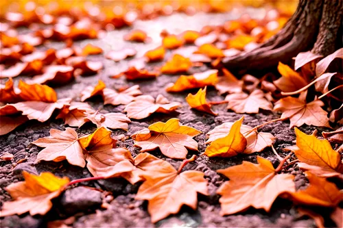 Dry leaves, autumn season, curled up edges, brittle texture, scattered on ground, golden brown color, delicate veins, soft focus, warm backlight, shallow depth of field, 3/4 composition, natural scene