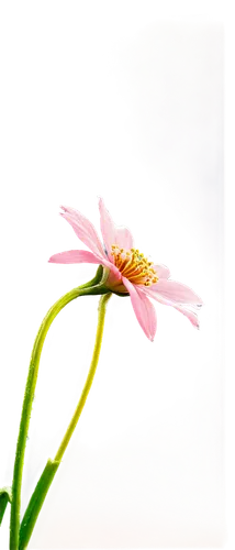 stylidium,pink cosmea,cosmea,stamen,pink flower,epilobium,epidendrum,spider flower,small flower,gerbera flower,stamens,flower background,gaura,caladenia,crepis,cosmos flower,nerine,gerbera,sundew,cactus flower,Art,Artistic Painting,Artistic Painting 38