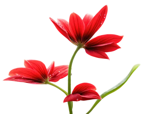 Red flowers, petals curved outwards, delicate texture, water droplets on surface, bright green leaves, slender stem, subtle shine, soft focus, 3/4 composition, warm lighting, bokeh effect, PNG with tr