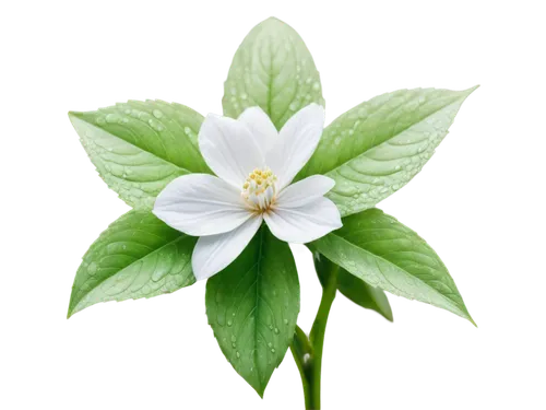 white trillium,cape jasmine,starflower,arabian jasmine,flowers png,white passion flower,trillium,morinda citrifolia,flower jasmine,star flower,magic star flower,a beautiful jasmine,indian jasmine,crepe jasmine,gardenia,crape jasmine,brazilian jasmine,white jasmine,star jasmine,magnolia star,Conceptual Art,Fantasy,Fantasy 14