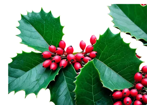 Holly leaves, bright green, glossy, prickly edges, red berries, shiny, rounded, clusters, detailed veins, morning dew, soft sunlight filtering through leaves, 3/4 composition, shallow depth of field, 