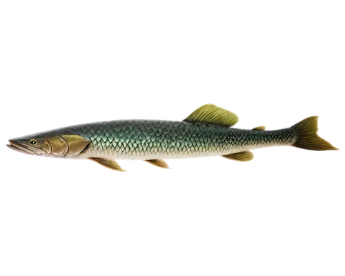 mosquitofish,rasbora,fjord trout,rapala,muskellunge,stickleback,pikeminnow,forest fish,freshwater fish,topminnow,zebrafish,killifish,walleye,sticklebacks,arowana,nigriceps,minnow,etheostoma,trout breeding,micropterus,Art,Classical Oil Painting,Classical Oil Painting 43