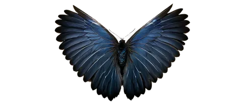 winged heart,bird wing,black feather,winged,raven's feather,bird wings,wing blue color,wings,papilio,limenitis,butterfly vector,angel wing,black angel,butterfly wings,feather jewelry,morpho,delta wings,wing,hesperia (butterfly),black macaws sari,Conceptual Art,Daily,Daily 18