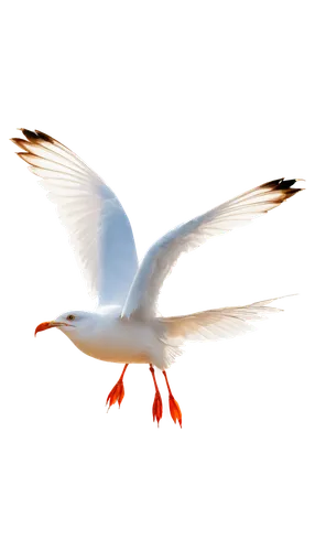 tern flying,tern bird,royal tern,flying tern,flying common tern,bird png,fairy tern,seagull in flight,tern,seagull flying,dove of peace,bird flying,arctic tern,crested terns,bird in flight,silver tern,common tern,seagull,tropicbirds,river tern,Conceptual Art,Fantasy,Fantasy 08