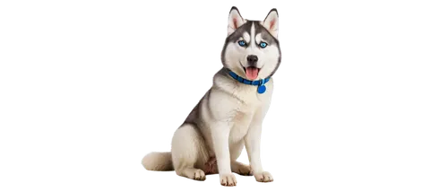 czechoslovakian wolfdog,sakhalin husky,northern inuit dog,west siberian laika,saarloos wolfdog,siberian husky,east siberian laika,german shepherd,husky,labrador husky,giant dog breed,shiloh shepherd dog,dog breed,german shepherd dog,tamaskan dog,korean jindo dog,dog pure-breed,huskies,canaan dog,laika,Art,Classical Oil Painting,Classical Oil Painting 24