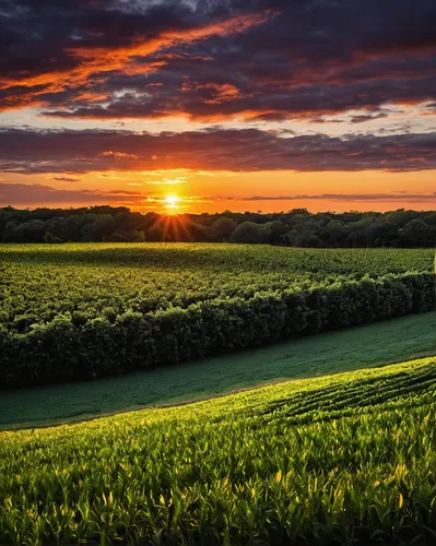 Sunset - Hialeah Farm Land,wisconsin,corn field,cornfield,landscape photography,cambridgeshire,farm landscape,field of rapeseeds,normandie region,green landscape,green fields,bed in the cornfield,land