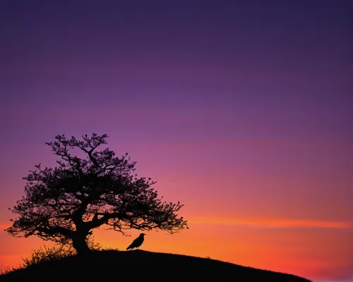 lone tree,isolated tree,old tree silhouette,tree silhouette,bare tree,purple landscape,landscape photography,oak tree,argan tree,colorful tree of life,fir tree silhouette,silhouette against the sky,alentejo,deer silhouette,small tree,old tree,rafeiro do alentejo,california live oak,tree of life,deciduous tree,Illustration,Paper based,Paper Based 27