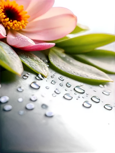 bookmark with flowers,dewdrops,dew drops on flower,dew drops,droplets,waterdrops,flowers frame,droplets of water,dew droplets,water drops,flower of water-lily,flower frame,raindrops,morning light dew drops,flower background,water droplets,rainwater drops,morning dew,flower water,rain droplets,Unique,Design,Infographics