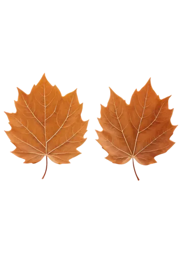 maple leave,leaf background,leaf icons,autumn leaf paper,beech leaves,chestnut leaf,beech leaf,walnut leaf,maple foliage,fall leaf border,dried leaves,maple leaf,oak leaves,maple leaves,the leaves of chestnut,autumnal leaves,maple leaf red,chestnut leaves,red maple leaf,leaf border,Art,Classical Oil Painting,Classical Oil Painting 13