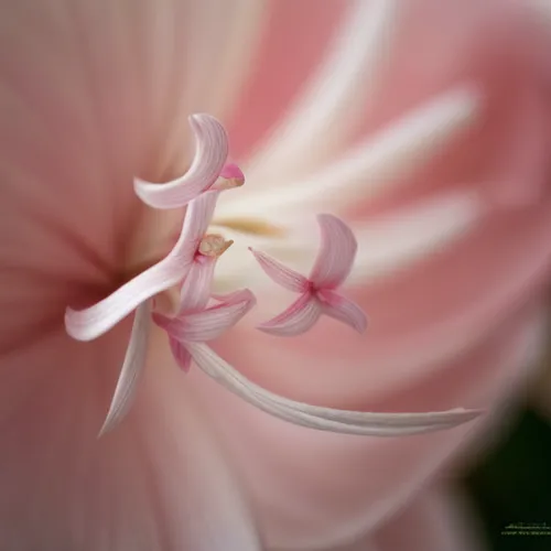 stargazer lily,pistil,stamen,amaryllis,amaryllis belladonna,pink tulip,pink petals,stamens,swamp rose mallow,trumpet flower,cyclamen,flowers png,easter lilies,pink morning glory flower,crinum,pink flower,pink hibiscus,pink plumeria,lily flower,lilium candidum,Realistic,Flower,Camellia