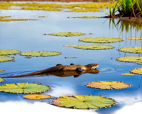 alligator sleeping,freshwater crocodile,pond frog,baby alligator,everglades alligators,south american alligators,lotus on pond,marsh crocodile,young alligator,little alligator,pantanal,alligator lake,water frog,the pantanal,asian water monitor,marsh turtle,lily pads,everglades rat snake,lotus pond,american alligator,Conceptual Art,Graffiti Art,Graffiti Art 08