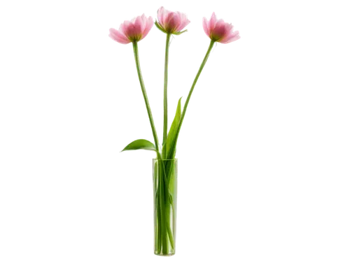 flowers png,chive flower,sprouting carnation,trifolium medium,centaurium,dianthus,minimalist flowers,chive flowers,allium siculum,spring onion,allium sativum,ikebana,carnation of india,seed cow carnation,artificial flower,chives,turkestan tulip,dianthus barbatus,trifolium,pink carnation,Photography,Documentary Photography,Documentary Photography 36