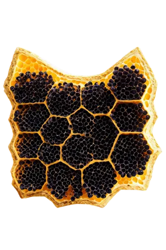 honeycomb structure,building honeycomb,honeycomb,honeycomb grid,beeswax,hexagon,bee hive,hexagons,hive,honeycomb stone,bee farm,bee colonies,honey products,thai honey queen orange,bee eggs,bee,pollen panties,hexagonal,beekeeper,varroa,Photography,Fashion Photography,Fashion Photography 09