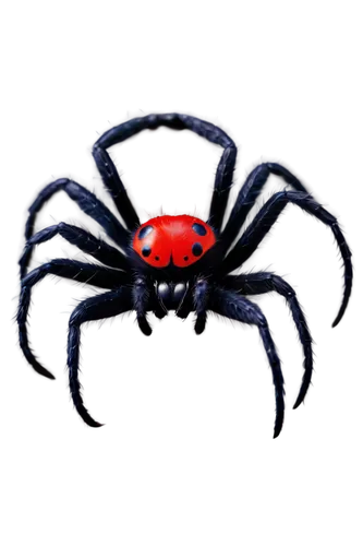 baboon spider,tarantula,widow spider,funnel web spider,spider,edged hunting spider,arachnid,walking spider,aaa,cretoxyrhina,orb-weaver spider,araneus,horsehair crab,jumping spider,black crab,st andrews cross spider,spiders,arachnophobia,fulgoromorpha,spider bouncing,Illustration,Japanese style,Japanese Style 17