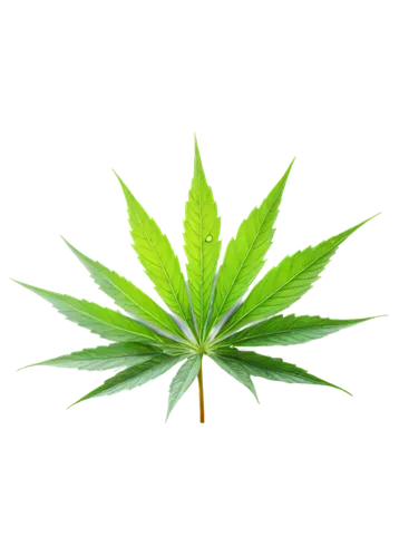 huana,leaf background,cannabidiol,mape leaf,green leaf,pokok,cannabidio,custody leaf,spring leaf background,jungle leaf,tropical leaf,endocannabinoid,crop plant,cannabinol,growth icon,ganja,green wallpaper,tetrahydrocannabinol,legalize,cannabinoids,Art,Classical Oil Painting,Classical Oil Painting 16