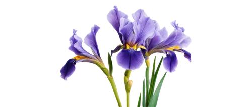 flowers png,tulipan violet,purple tulip,dwarf iris,purple crocus,violet tulip,african lily,iridaceae,crown chakra flower,dutch iris,camassia,crocus,brodiaea,crocus flowers,croci,lavender flower,purple flower,irises,purple irises,the lavender flower,Art,Artistic Painting,Artistic Painting 05