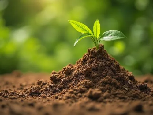 biopesticide,clay soil,soil,planting,seedling,biopesticides,bishvat,plant and roots,reforestation,growing green,soil erosion,reforesting,soils,biofuels,root crop,permaculture,seedbed,nature background,crop plant,environmentalism,Photography,General,Realistic