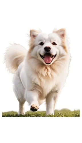 running dog,dog running,cheerful dog,pomeranian,corgis,corgi,the pembroke welsh corgi,pomeranians,shoob,pembroke welsh corgi,welsh corgi,samoyedic,samoyed,inu,ein,welschcorgi,sheeb,dog playing,running fast,run,Illustration,Black and White,Black and White 01