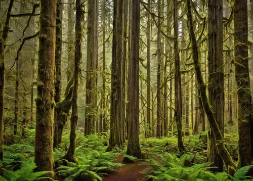 A piece of fine art art photography titled Sol Duc by Louise Yu,vancouver island,northwest forest,redwoods,old-growth forest,forest floor,spruce forest,tofino,foggy forest,forest moss,forests,forest m