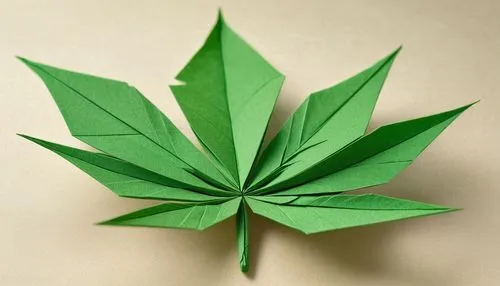 mape leaf,custody leaf,green leaf,four-leaf,fan leaf,maple leaf,green folded paper,jungle leaf,lotus leaf,cannabidiol,cannabinol,weed,marie leaf,maple leaves,broadleaf,tropical leaf,mammoth leaf,bo leaf,trumpet leaf,palm leaf,Illustration,Paper based,Paper Based 22