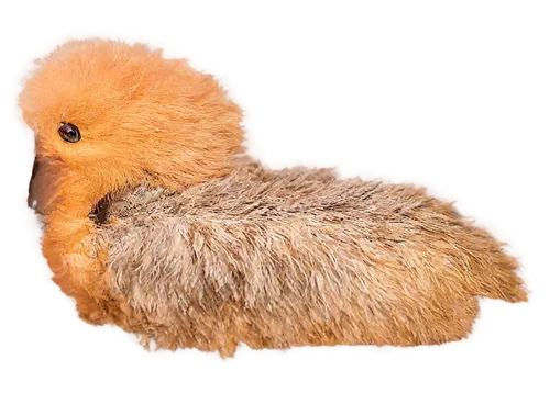 pheasant chick,shearmur,chick,duck cub,silkie,buttonquail,fluffed up,bird png,wark,baby chick,portrait of a hen,cockerel,pajarito,swan chick,ruddy shelduck,baby chicken,cuccioli,takahe,tribble,megapode,Photography,Fashion Photography,Fashion Photography 24