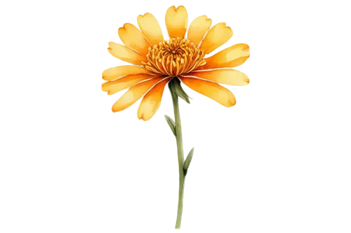 calenduleae,calendula,calendula flower,calendula officinalis,flowers png,chrysanthemum background,orange flower,gerbera flower,yellow calendula flower,asteraceae,yellow gerbera,gerbera,calendula suffruticosa,hieracium,arnica,rudbeckia,flower background,marigold flower,straw flower,wood daisy background,Illustration,Black and White,Black and White 02