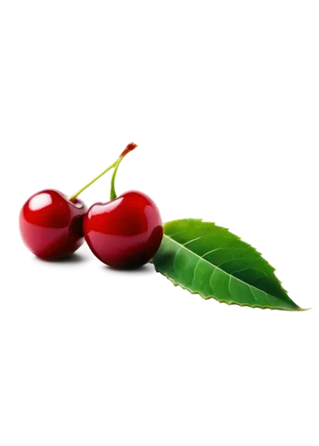 bladder cherry,great cherry,hill cherry,cherries,wild cherry,jewish cherries,cherry,cherry branch,oregon cherry,sweet cherries,sour cherry,fire cherry,sour cherries,sweet cherry,heart cherries,cherry japanese,cherry plum,rowanberries,cherries in a bowl,bird cherry,Illustration,Japanese style,Japanese Style 13