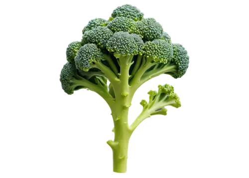 brocoli broccolli,broccoflower,broccoli,rapini,cruciferous vegetables,brassica,vegetable,a vegetable,cleanup,brassica oleracea var,brassica rapa,veggie,green dragon vegetable,veggies,herb,brussels sprout,vegetables,kawaii vegetables,kale,chinese celery,Photography,Black and white photography,Black and White Photography 02