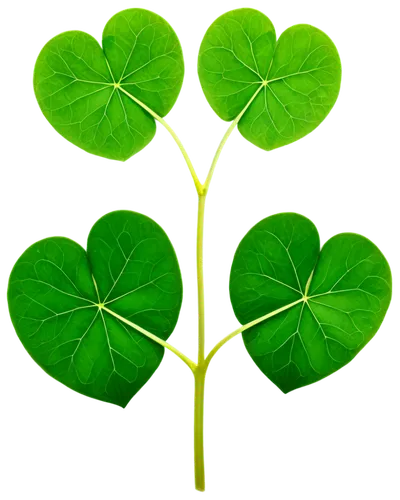 three leaf clover,four leaf clover,five-leaf clover,four-leaf clover,4-leaf clover,4 leaf clover,a four leaf clover,clovers,shamrock,clover leaves,spring leaf background,shamrocks,green wallpaper,lucky clover,patrol,st patrick's day icons,pot of gold background,medium clover,saint patrick,lotus leaf,Illustration,Vector,Vector 08