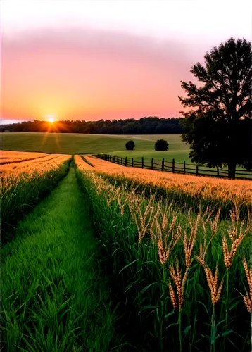 corn field,wheat field,cornfield,wheat fields,cornfields,wheat crops,barley field,grain field,wheatfield,rye field,farmland,field of cereals,onion fields,wheatfields,straw field,grain field panorama,hayfields,chives field,green wheat,wheat grasses,Conceptual Art,Daily,Daily 09