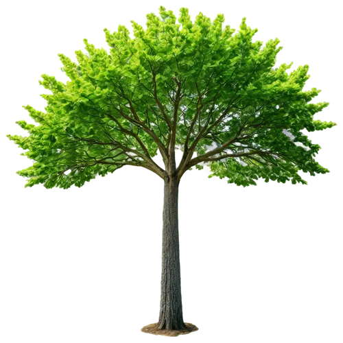 A big tree with green leaf on transparent background genrative ai PNG Image and Clipart,flourishing tree,siberian elm,arbor day,cardstock tree,green tree,patrol,a tree,dwarf tree,chastetree,ornamental