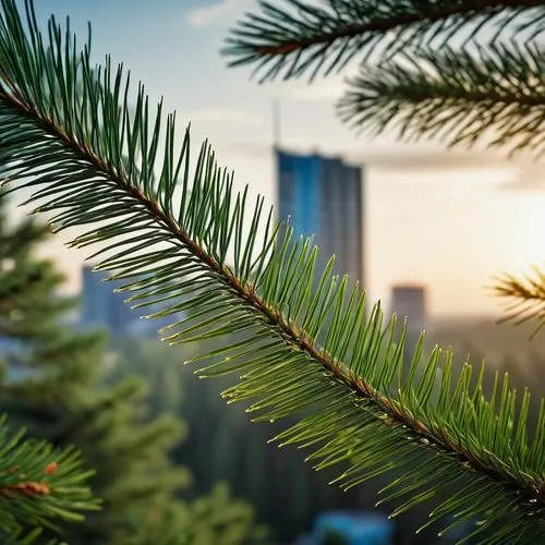 spruce needle,fir needles,pine tree,kerschbaum,fir trees,pine trees