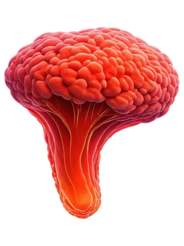 anti-cancer mushroom,red mushroom,medulloblastoma,brain icon,meningiomas,teratogen,muscaria,cerebellar,thalamocortical,meningioma,mushroom type,cerebrum,glioblastoma,perivascular,glomerulosclerosis,diverticula,epididymis,angiogenesis,cerebellum,cerebrovascular,Art,Artistic Painting,Artistic Painting 27