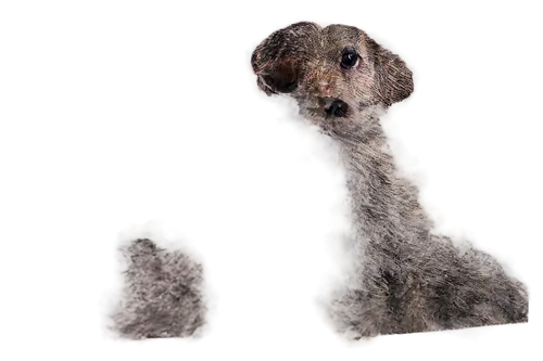 spaniel,cocker spaniel,poodle,labradoodle,wirehaired,dogana,borzoi,parvovirus,gelert,schnauzer,dog,lurcher,afghan hound,wolfhound,deerhound,dog frame,deformations,schnaufer,schnoodle,nipalensis,Illustration,Abstract Fantasy,Abstract Fantasy 05