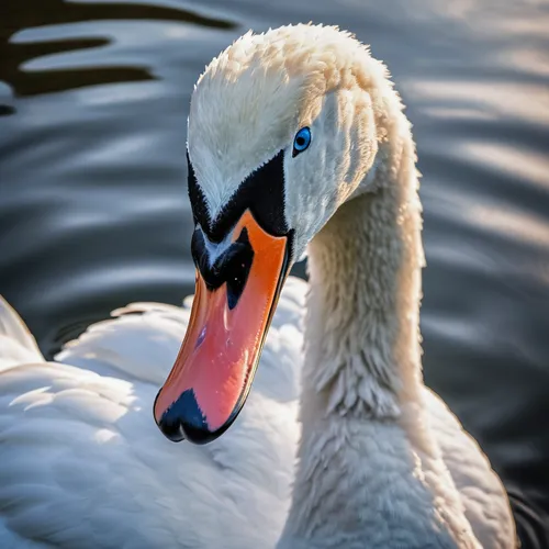 mute swan,trumpeter swan,eastern white pelican,the head of the swan,swan on the lake,white pelican,cygnet,young swan,swan,swan cub,greylag goose,great white pelican,tundra swan,trumpet of the swan,swan pair,trumpeter swans,snow goose,sharp beak,swans,canadian swans,Photography,General,Natural