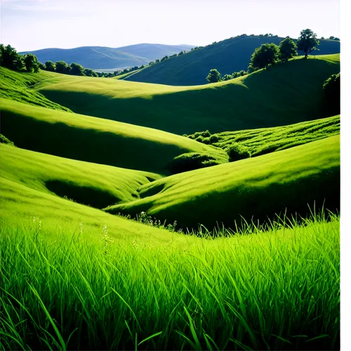 tea plantations,tea plantation,kudremukh,tea field,munnar,green landscape,rolling hills,nilgiris,thekkady,green fields,coorg,ricefield,grassland,green meadow,ricefields,coonoor,valparai,kericho,rice terraces,wayanad,Illustration,Black and White,Black and White 02