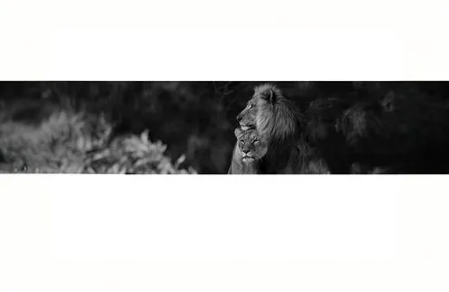 boonmee,cailleach,llorona,day of the dead frame,panthera leo,videoclip,cinematics,beorn,cinemascope,skinwalker,quileute,film strip,walin,pinhole,aslan,header,leonine,lion,lensbaby,sematary