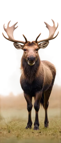 elk,gnus,mooseport,gnu,wapiti,windigo,deer bull,cervus,elk bull,blitzen,stag,antlered,kulundu,herfkens,meese,huemul,male deer,oxpecker,sheaffe,gaur,Conceptual Art,Sci-Fi,Sci-Fi 01