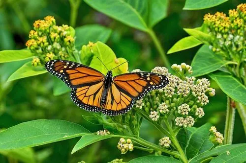 monarch butterfly,monarch butterfly on sweet clover,milkweed,orange butterfly,monarchs,milkweeds,Photography,General,Realistic